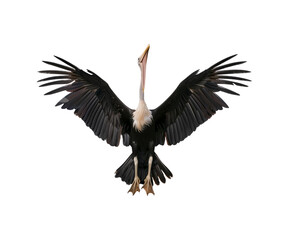 Obraz premium A_large_bird_with_a_long_beak_and_wide_spread_wings