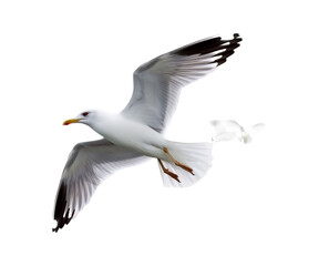 Obraz premium seagull in flight