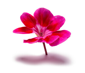 Pink Flower Side View - 772705248