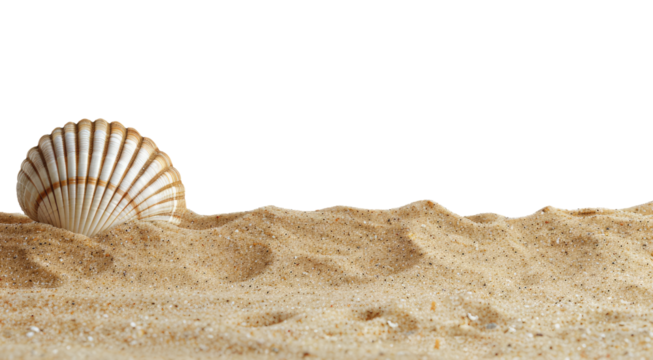 Seashell on the beach isolated on transparent background