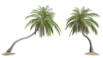 Tilted coconut palm tree on transparency background .