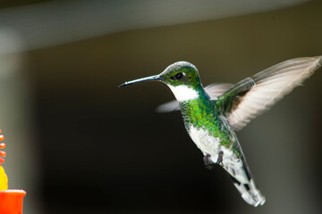 Hummingbird sucking nectar from a frreder , in the yard