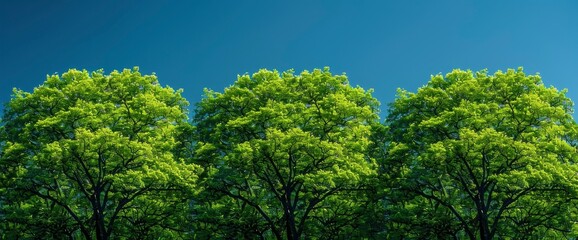 Fototapeta premium Green Spring Trees Against Blue Sky, Background Banner HD