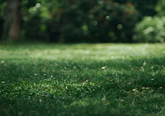 Photo sur Plexiglas Herbe a sunny green lawn background