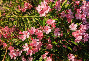 Arizona drought tolerant Dwarf Pink Oleander or Nerium Petite Oleander with soft pink flowers during Spring bloom