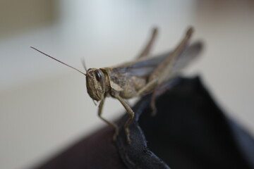close up of a grasshopper