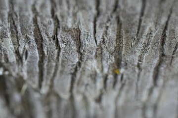 moss on the tree trunk texture