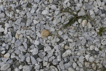 mushrooms on a tree and wood texture of trunk