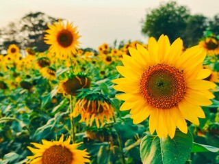 sunflower field in summer, purulia, West Bengal 