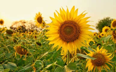 Close-up View Of Sunflower 