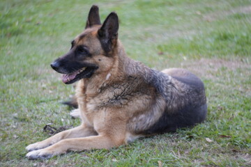 german shepherd dog on grass