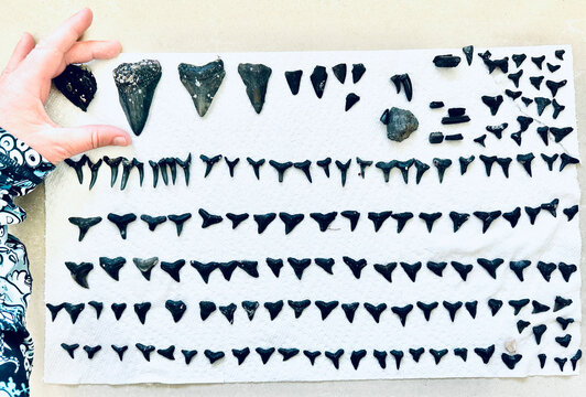 Fossil megalodon shark teeth collected diving off Venice Beach, Florida