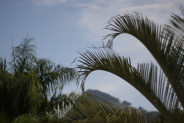 palm trees against blue sky
