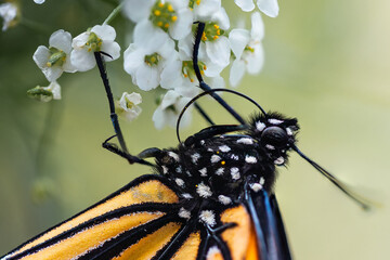 A colorful Monarch Butterfly feeding from white Alyssum flowers. Its uncoiled proboscis is searching for nectar to feed on. 
