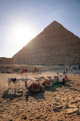 Beneath the timeless pyramids, the dance of shadows and light tells the tale of ancient mysteries...