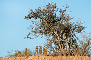 Alert meerkat (Suricata suricatta) family in natural habitat, South Africa.