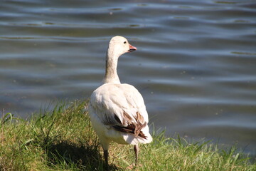 white goose by the lake, William Hawrelak Park, Edmonton, Alberta