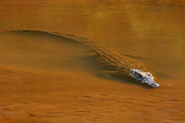 A large Nile crocodile (Crocodylus niloticus) in shallow water, Kruger National Park, South Africa.