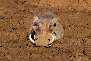 A warthog (Phacochoerus africanus) in a muddy waterhole, Mokala National Park, South Africa.