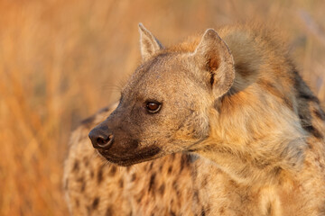 Portrait of a spotted hyena (Crocuta crocuta), Kruger National Park, South Africa.