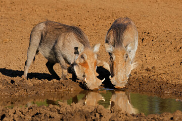 Two warthogs (Phacochoerus africanus) drinking at a muddy waterhole, Mokala National Park, South Africa.