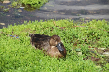 duck in the grass