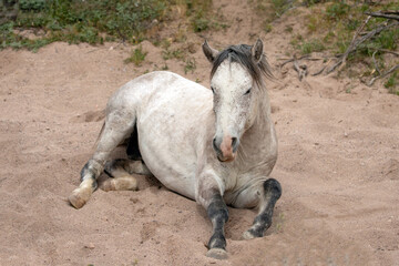 White wild horse stallion about to roll in a dry sand creek in the Salt River wild horse management area near Scottsdale Arizona United States