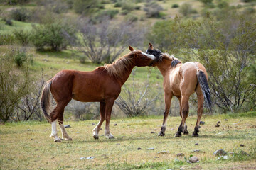 Wild horse stallions biting while fighting in the Salt River wild horse management area near Mesa Arizona United States
