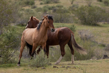 Pushing fight between wild horse stallions in the springtime desert in the Salt River wild horse management area near Mesa Arizona United States