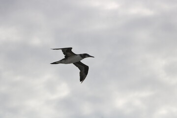 カツオドリ　ポルトガル　リスボン