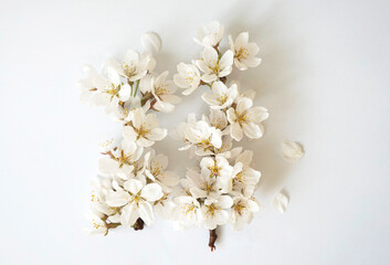  벚꽃 꽃 봄 계절 cherry blossoms season spring springtime