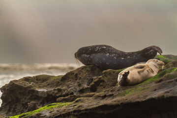 Harbor Seal with Pup