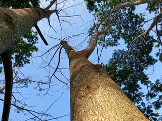 tree in the park