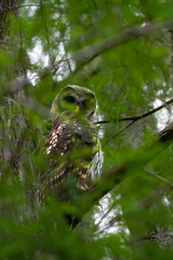 Barred Owl in the cypress Swamp