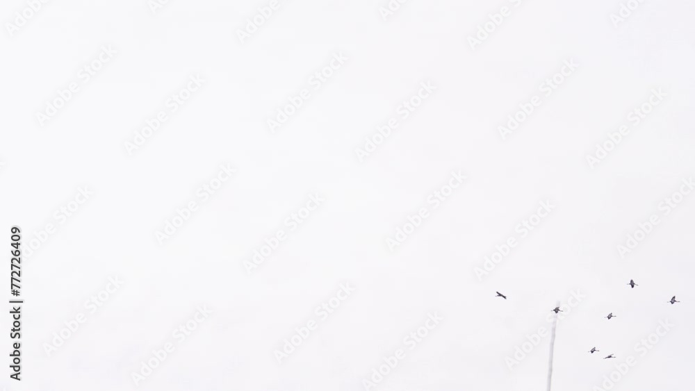 Aufkleber low angle view of flock of geese soaring in bright sky and disappear from view