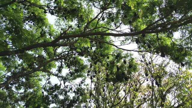 Fruit Bats Hanging From Trees drove view in kolhapur