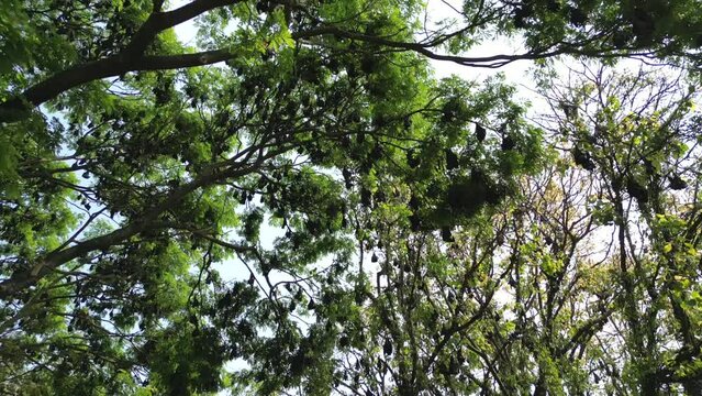 Fruit Bats Hanging From Trees drove 180d view in kolhapur