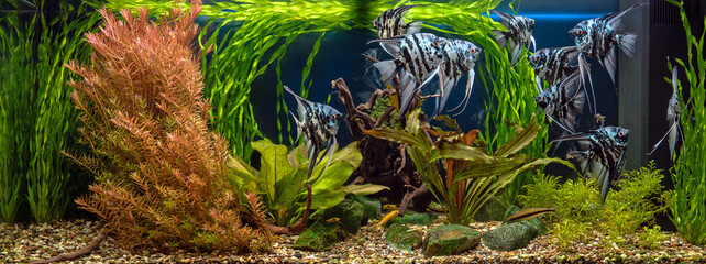 Freshwater aquarium with snags, green stones, tropical fish and water plants. Blue marbled angelfish. - obrazy, fototapety, plakaty