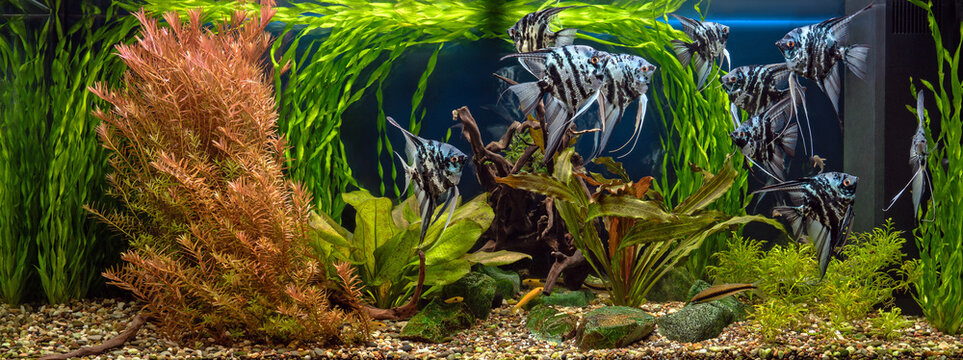 Freshwater aquarium with snags, green stones, tropical fish and water plants. Blue marbled angelfish.