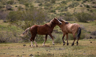 Obraz na płótnie Canvas Light tan and red bay wild horse stallions fighting in the springtime desert in the Salt River wild horse management area near Mesa Arizona United States