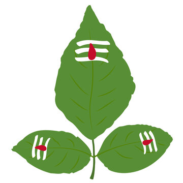 Shankara, Puja Leaf, Bael leaves, bael patra, shanidev leaves, har har mahadev leaves, shankar leaf, worship leaves, Lord Shiva leaves, Bel patra, maha shivratri element, indian festival element