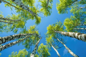 Foto op Plexiglas Birch tree with fresh green leaves on a summer day against the blue sky © kardaska