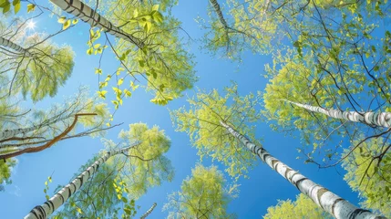 Tuinposter Birch tree with fresh green leaves on a summer day against the blue sky © kardaska