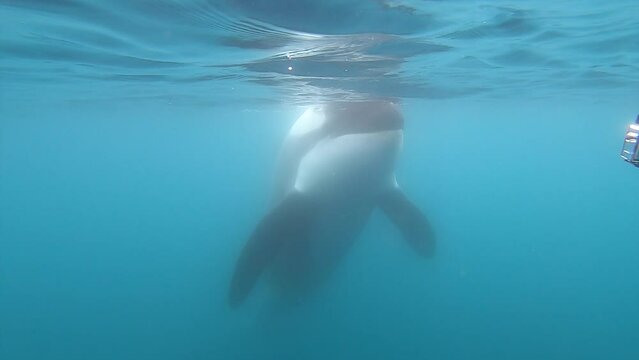 A curious Type B adult male orca underwater in the Gerlach Strait, Antarctica