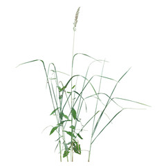 Grass Silhouette on Clear Background.png