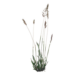 Transparent Grass Element for Designs