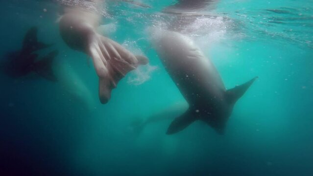 Crabeater seals underwater interacting with a zodiac, Antarctica