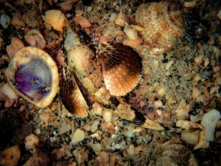 A sea robin hides camoflauged in the sand off Venice Beach on a shark tooth dive, Florida