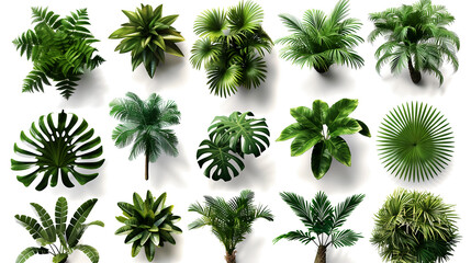plant with leaves, set of palm trees