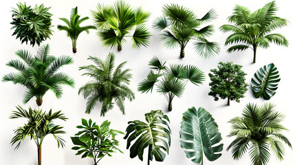 plant with leaves, set of palm trees